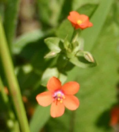 anagallis arvensis scarlet pimpernel